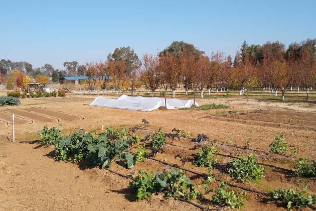 Moa Oasis Garden