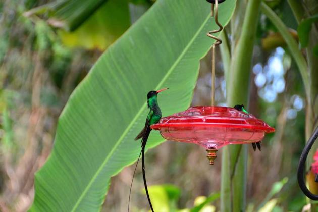 2013-Mystic-Mountain_humming-birds