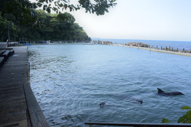 Dolphin Cove, Ocho Rios