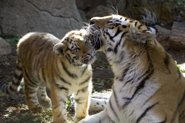 denver-zoo-tiger-cub