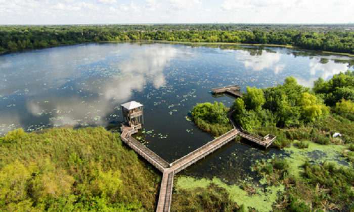 Beaumont Swamps