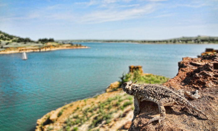 Lizard at Wilson State Park