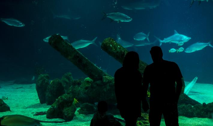 Aquarium Couple