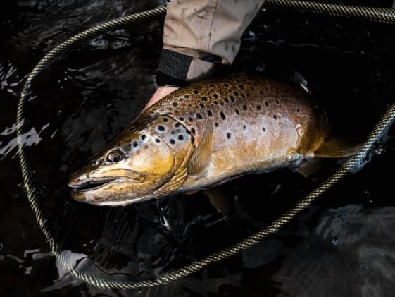 Golden fly fishing shop clearance
