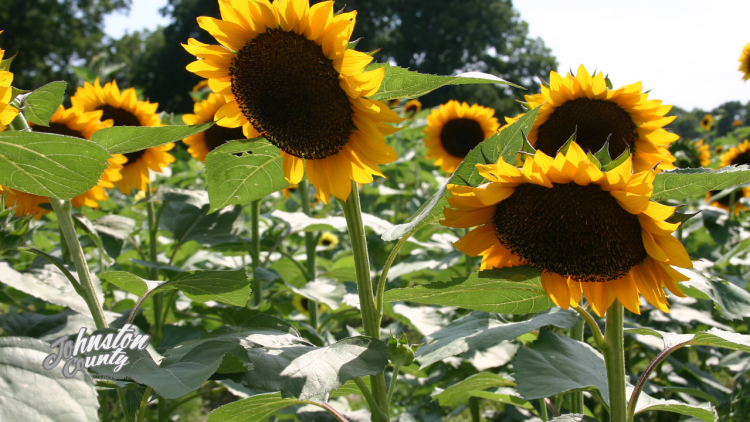 Sunflowers in a field in the sun