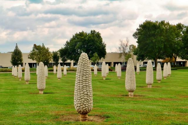Field of Corn