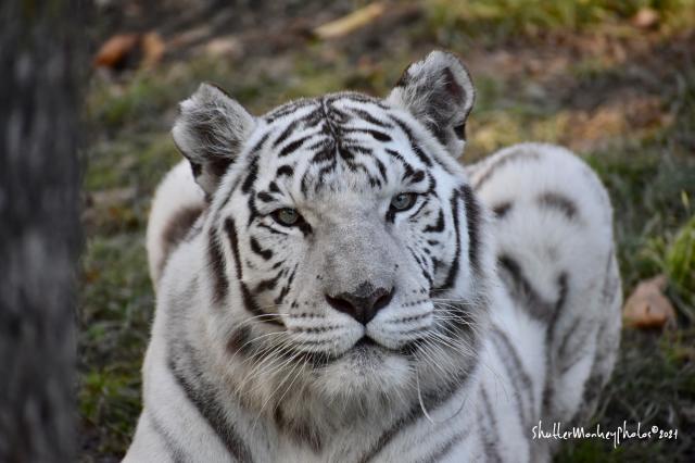 White Tiger at Black Pine Animal Sanctuary