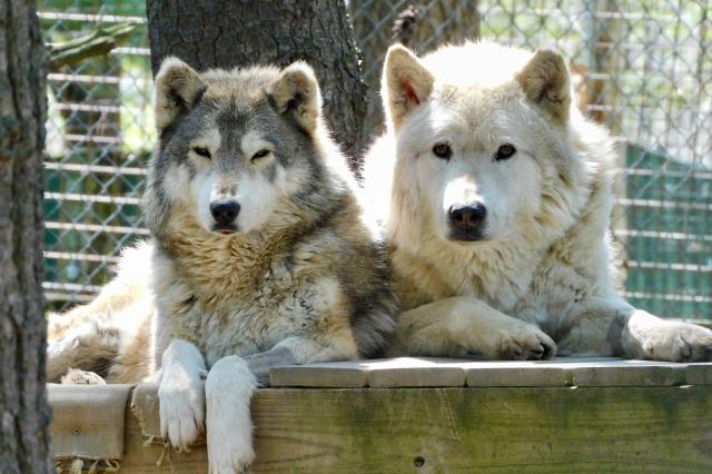 Wolves at Black Pine Animal Sanctuary