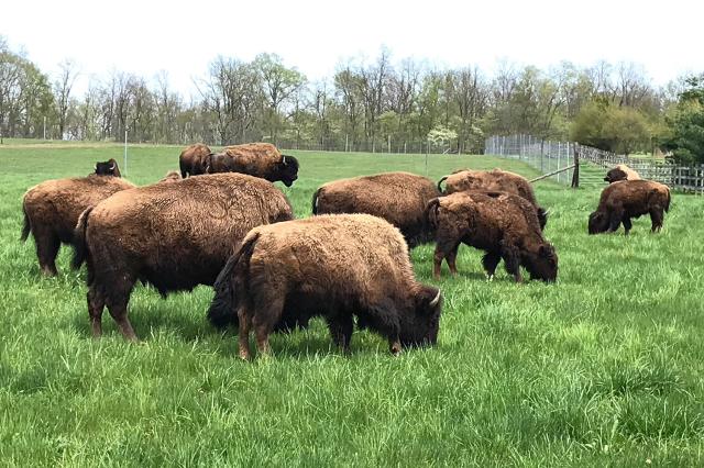 Bison at LC Nature Park