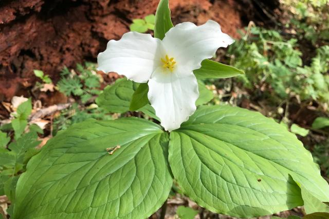 Flower at LC Nature Park