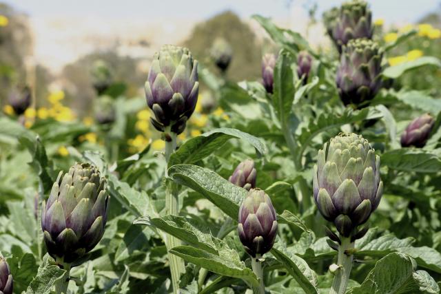 Castroville Artichoke Field