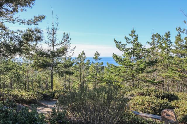 Huckleberry Hill