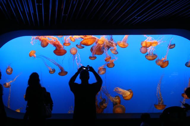 Jellyfish Monterey Bay Aquarium