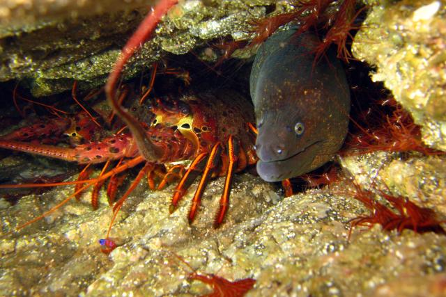 Lobster and Moray