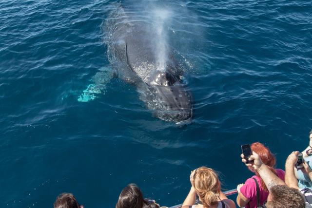 daveys-locker-sportfishing-whale-watching-01472692868l1P.jpg