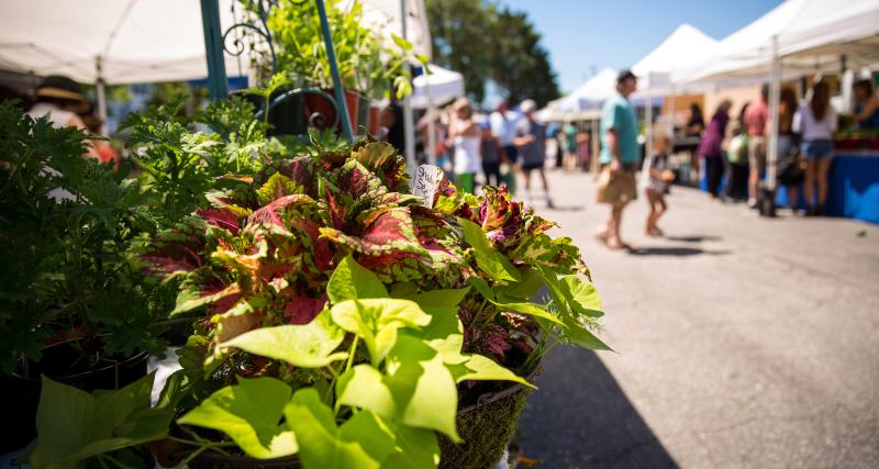 Old Beach Farmers Market ViBe Creative District