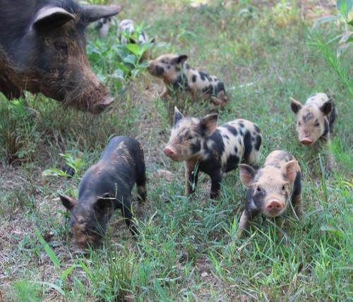 mother pig looking at her spotted piglets as they run around