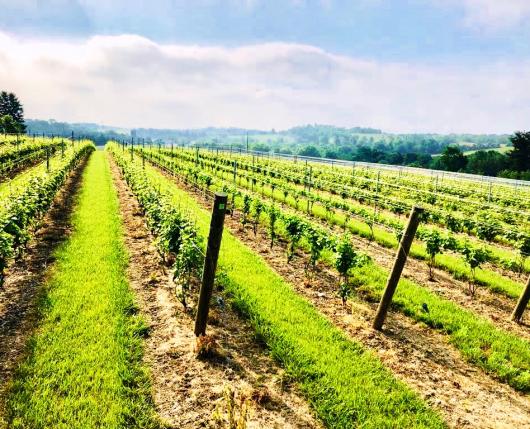 M M Vineyards Bangor Pa 18013