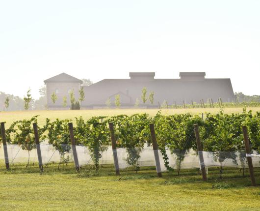 Folino Estate Kutztown Pa 19530