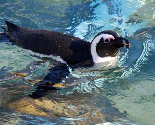Lehigh Valley Zoo Schnecksville Pa 18078