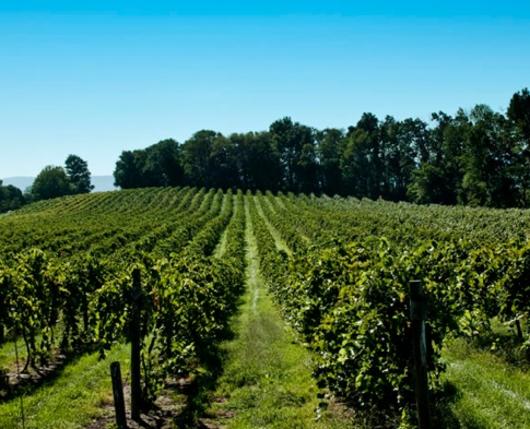 Franklin Hill Vineyards Bangor Pa 18013