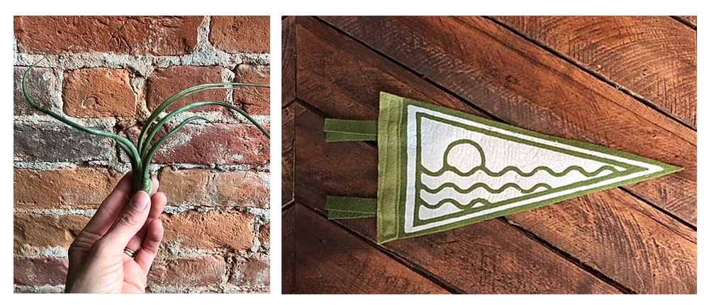 Air plant and pennant at Fancy and Staple
