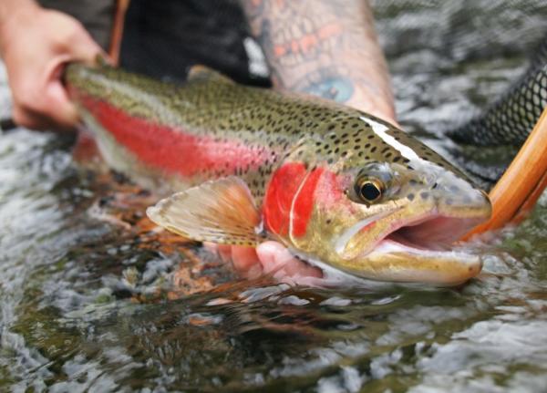 Kamloops trout fishing clearance