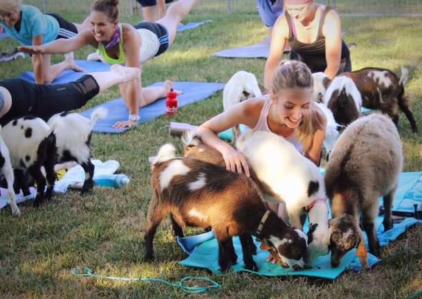 Goat Yoga at Deanna Rose Farmstead