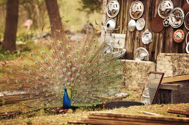 truckhenge peacock