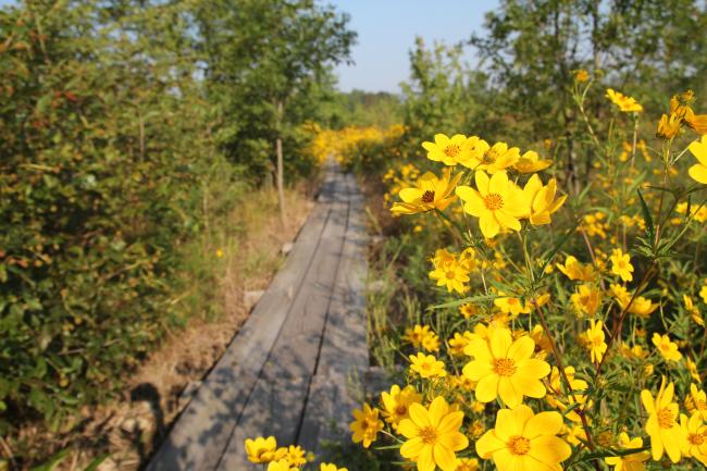 Beanblossom Bottoms