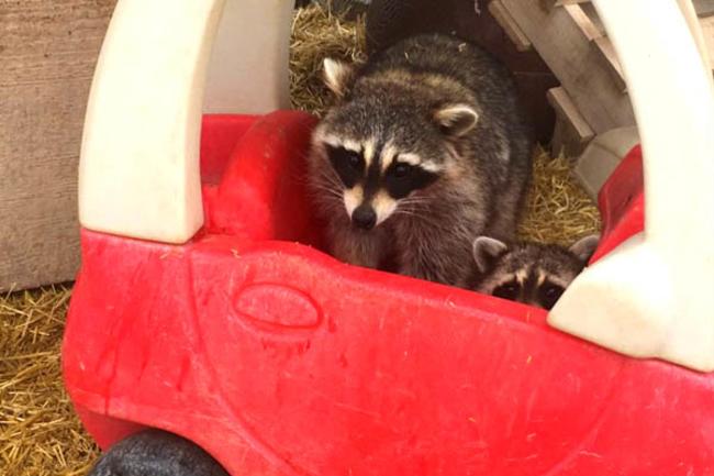 Where to Have Adorable Animal Experiences in  Utah Valley