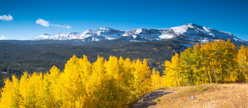 snow capped Flat Tops Wilderness with golden aspen trees