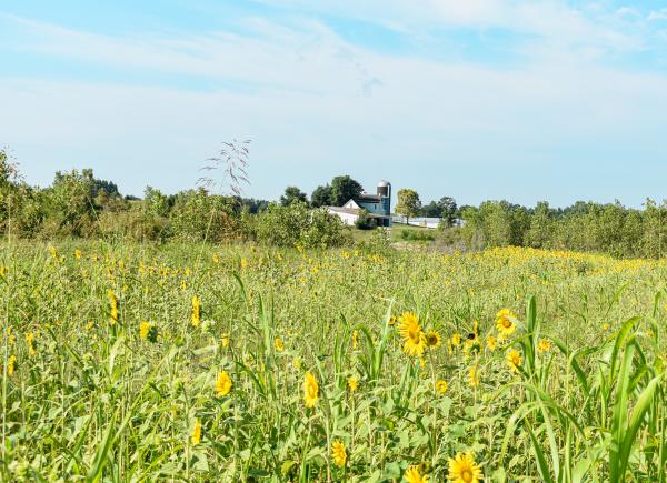 Sporting Club at the Farm
