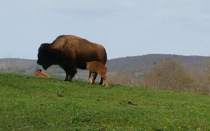 Mud Creek Bison Ranch 3