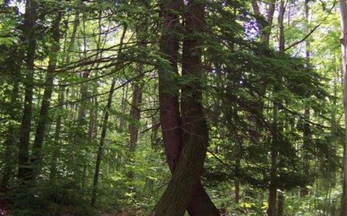 Huckleberry Bog Nature Trail