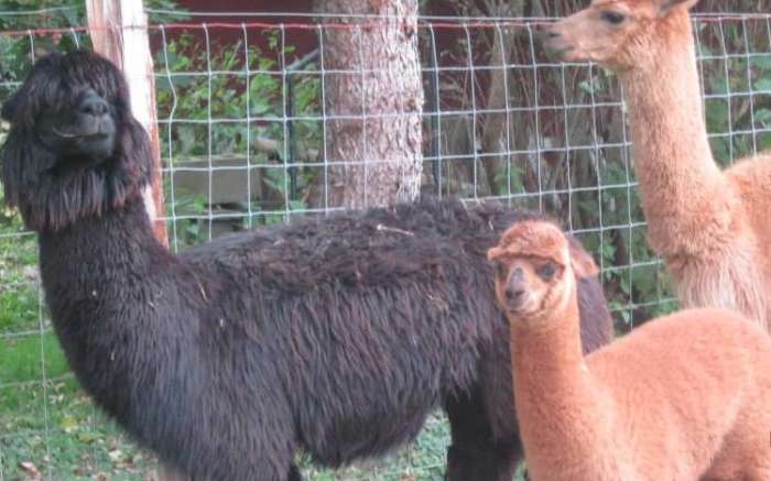 Alpaca family