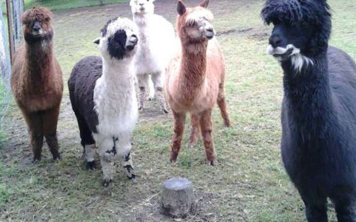 Stoney Acres Alpacas
