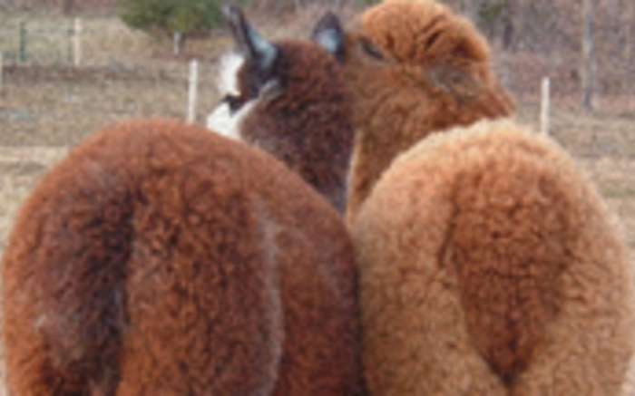 Close Knit Alpacas