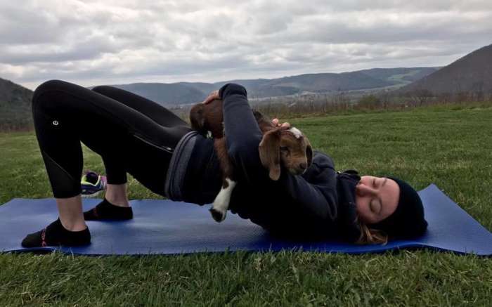 Goat Yoga on the Homestead