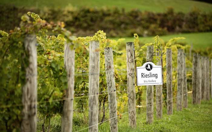 Heron Hill Riesling block