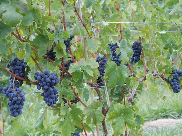 Links Bridge Vineyards Thurmont Md 21788