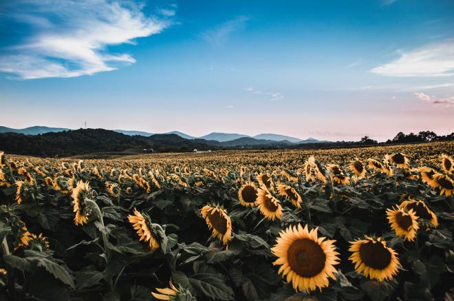 Sunflower Festival - Beaver Dam Farm, Botetourt County