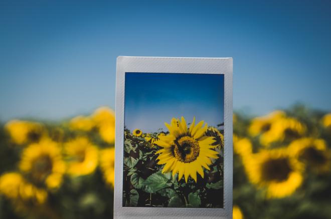 Sunflower Festival - Beaver Dam Farm, Botetourt County