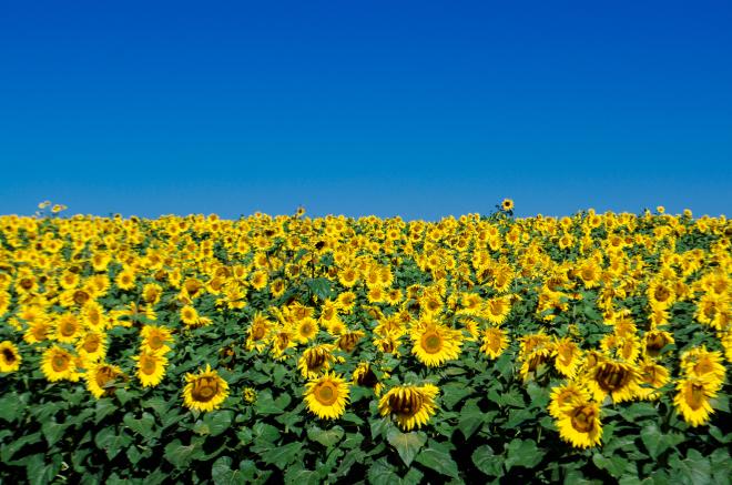 Sunflowers - Beaver Dam Farm Sunflower Festival, Virginia