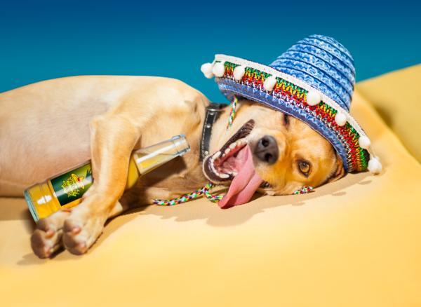 A funny picture of a Chihuahua in a tiny sombrero has been edited to make it look like he's been drinking beer.