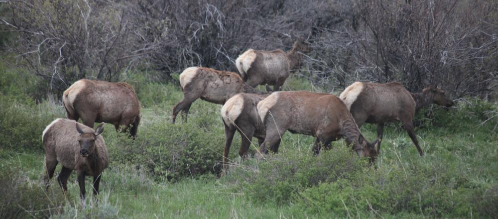 Elk grazing in Steamboat Springs