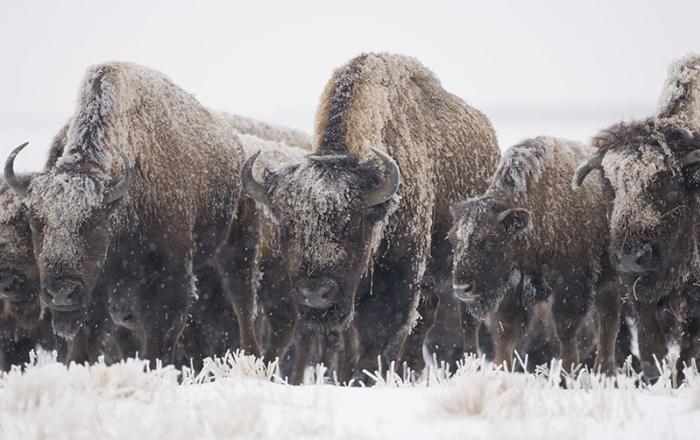 Nature Notes: Bison, Facing the Winter Head On