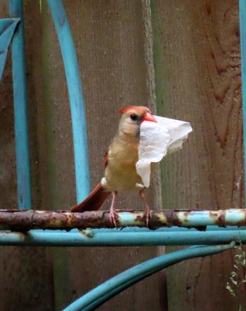 Backyard Birding 101