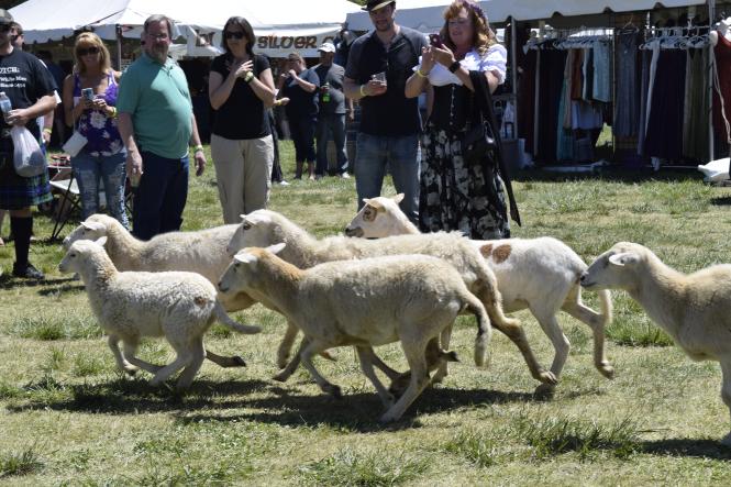 dsc0209 sheep scottish Festival