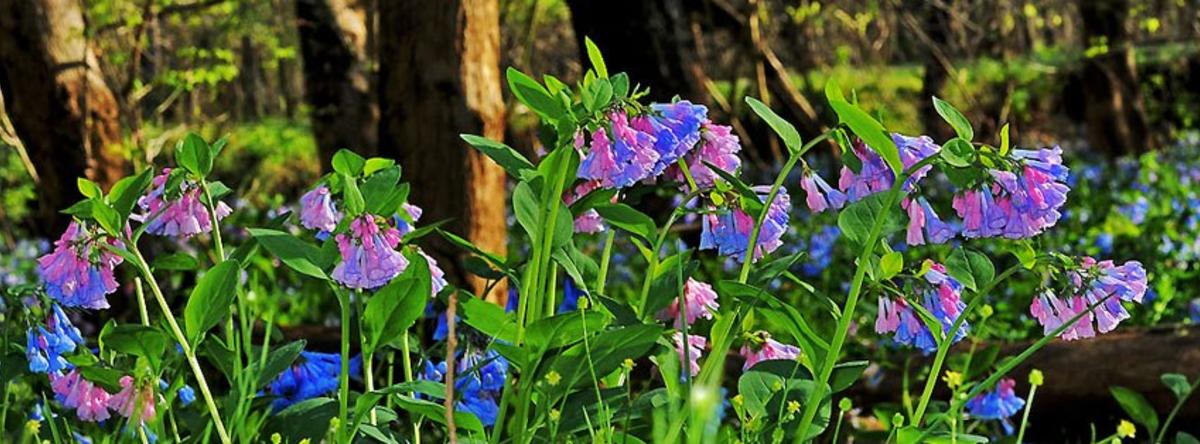 Virginia Bluebells at Merrimac Farm